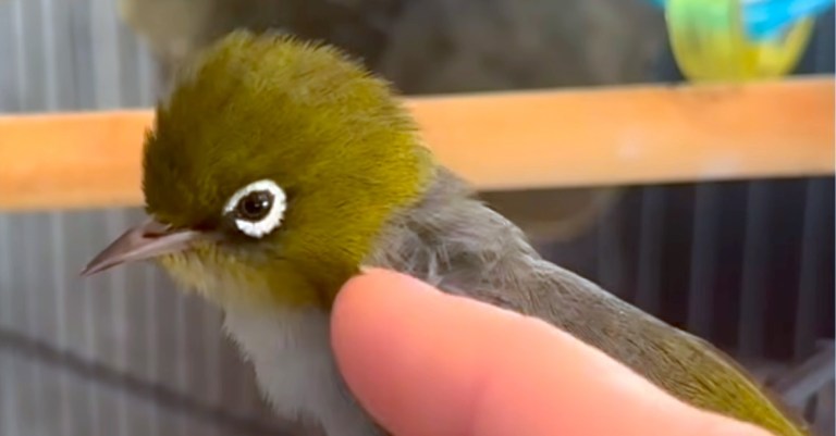 Bird Returns Home at Night