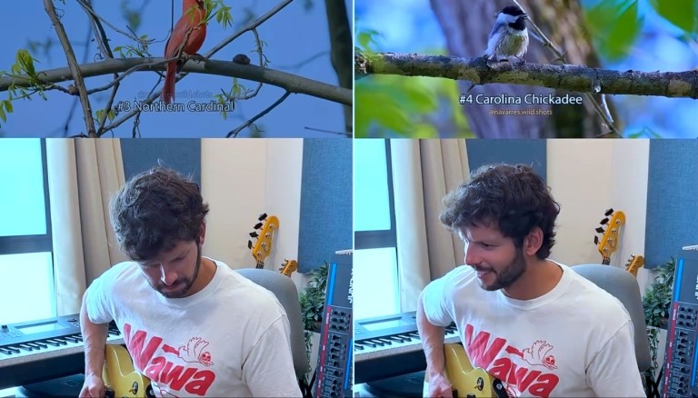 Birdcalls Heavy Metal Breakdowns