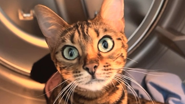 Chatty Cat Opinions