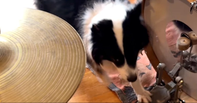 Dog Learns Drums