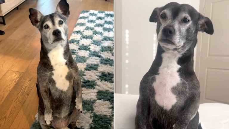 Dog Sits Up Cries