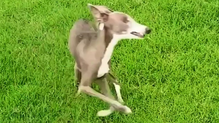 Dog Spins Left
