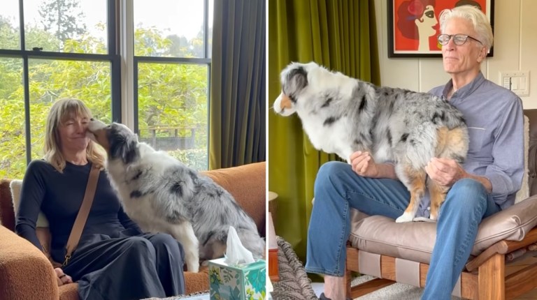 Dog Wont Allow Meditation