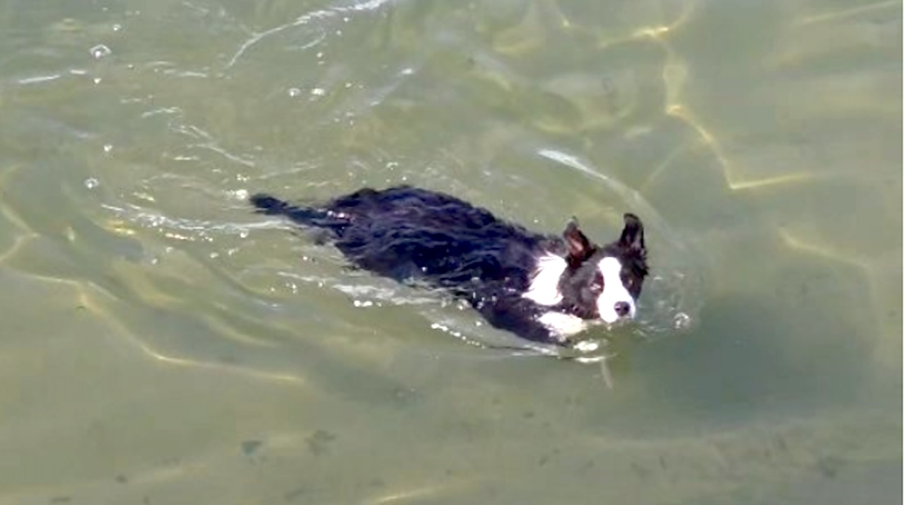 Border Collie Goes to Great Lengths to Complete His Human's Fetch Challenges