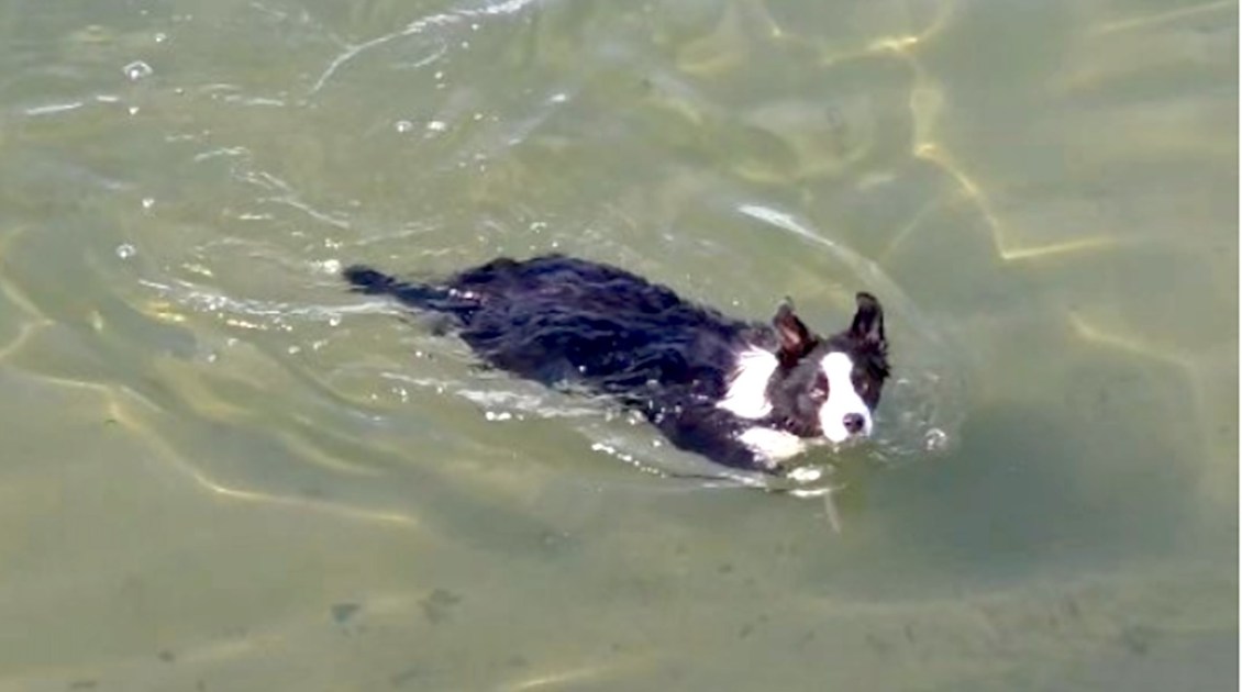 Border Collie Goes to Great Lengths to Complete His Human’s Fetch Challenges