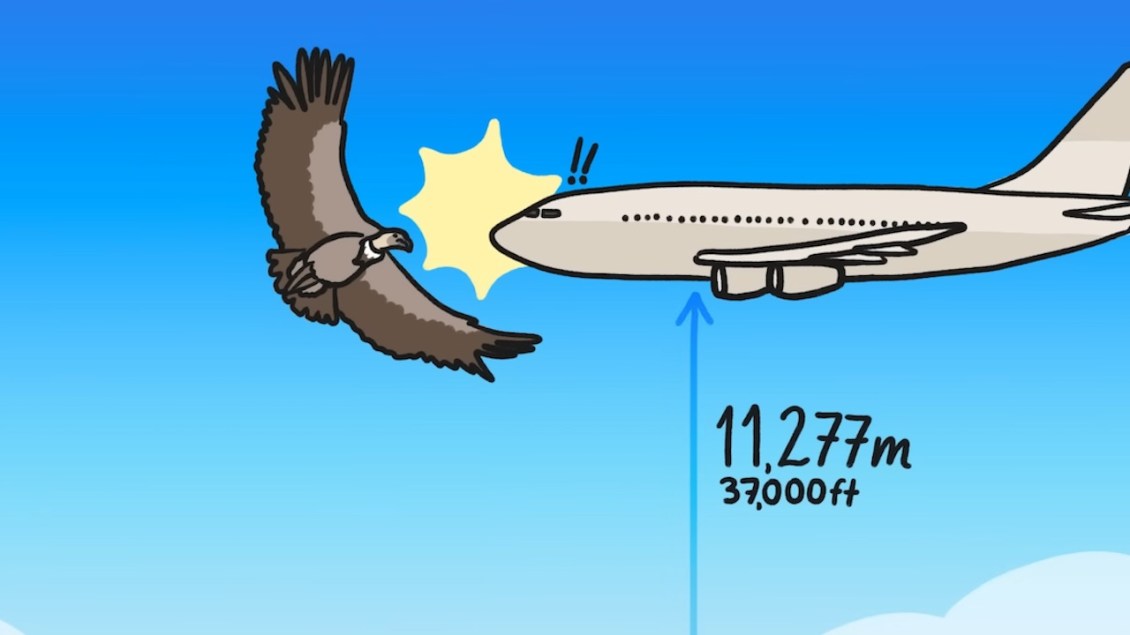Why Certain Birds Can Fly Higher Than Others