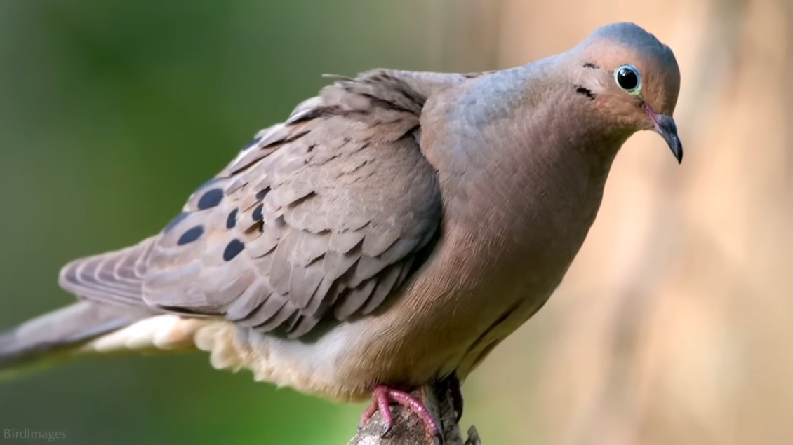 Fun Facts About Mourning Doves