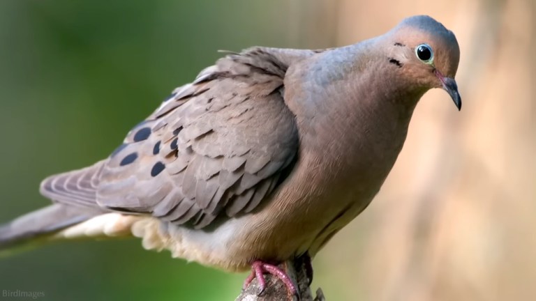 Mourning Dove Fun Facts