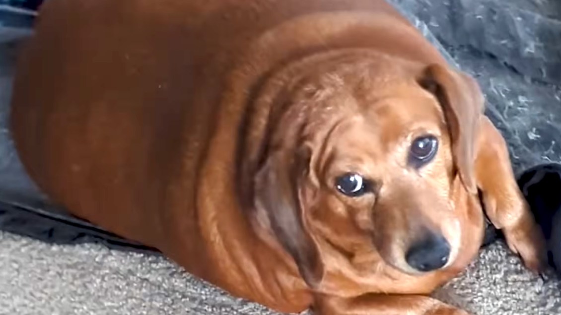 Caregiver Adopts Memory Care Client’s Overfed Dachshund to Help Her Lose Weight