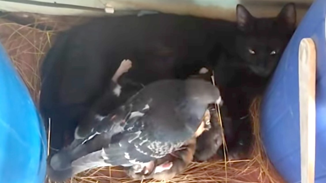 Pigeon Builds Nest for Mother Cat and Her Kittens