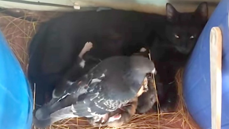 Pigeon Builds Nest for Cat Kittens