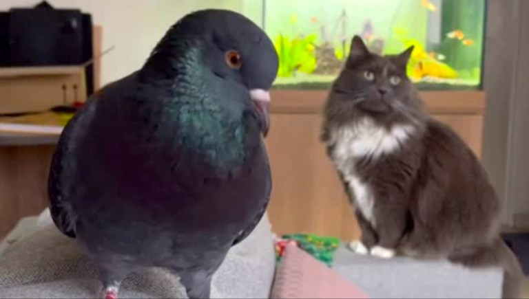 Pigeon Confuses Resident Cat