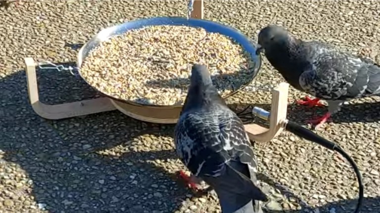 Pigeon Pecking Musical Feeder