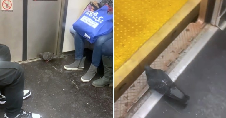 Pigeon Rides Subway