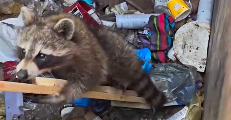 Raccoon Dumpster