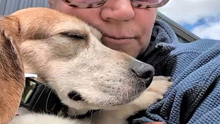 Rescued Beagle Sunlight on Face