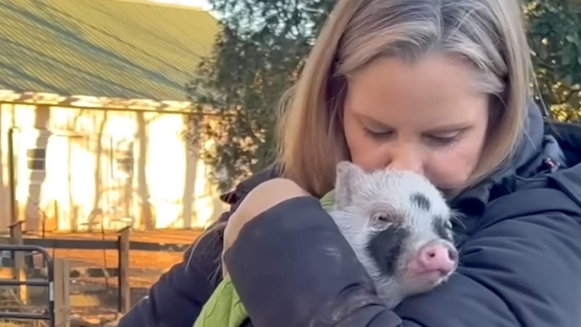 Rescued Pot-Bellied Pig Wags His Tail When His Human Calls Him a Good Boy