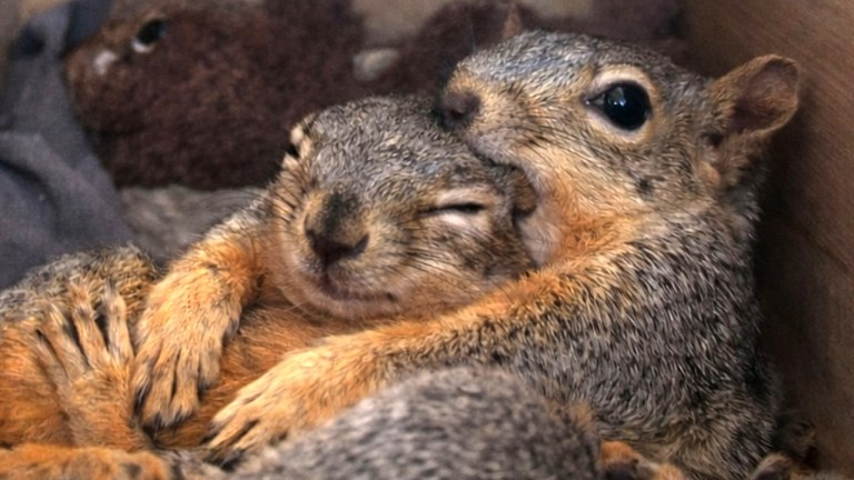 Squirrel Boxes