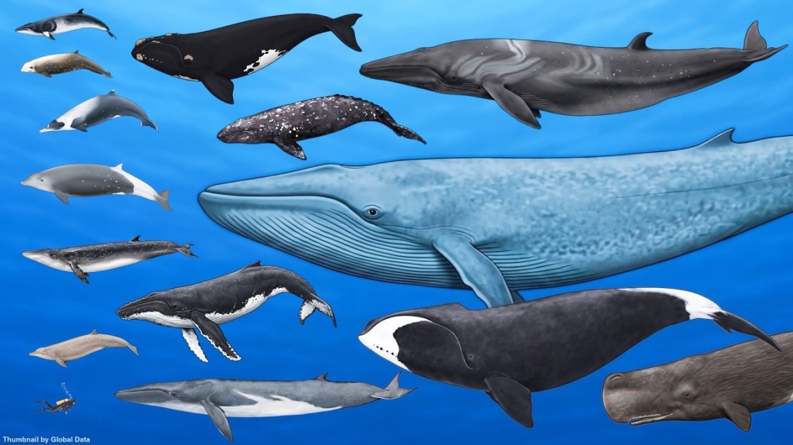 Whale Size Comparison From Smallest to Largest
