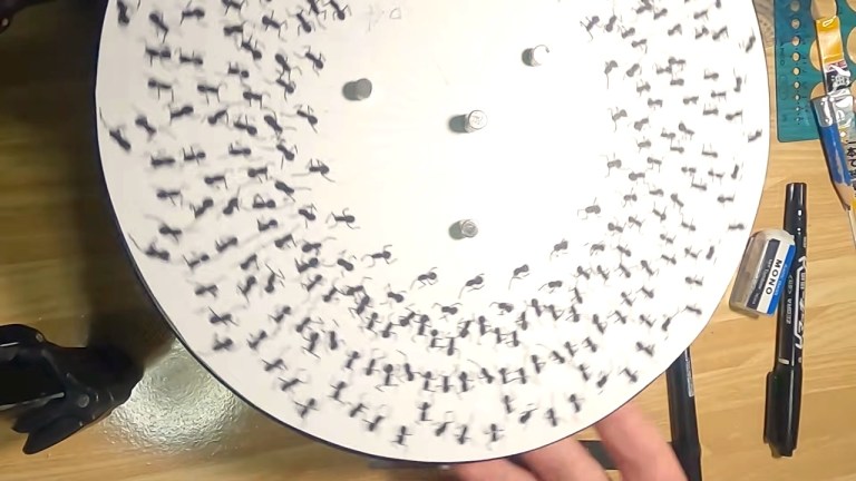 Ants on Turntable