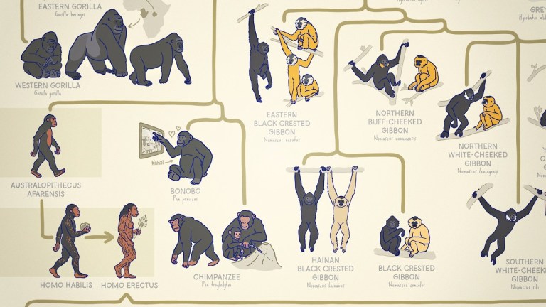 Ape Family Tree