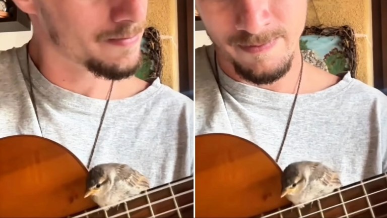 Bird Watches Guitar Strum
