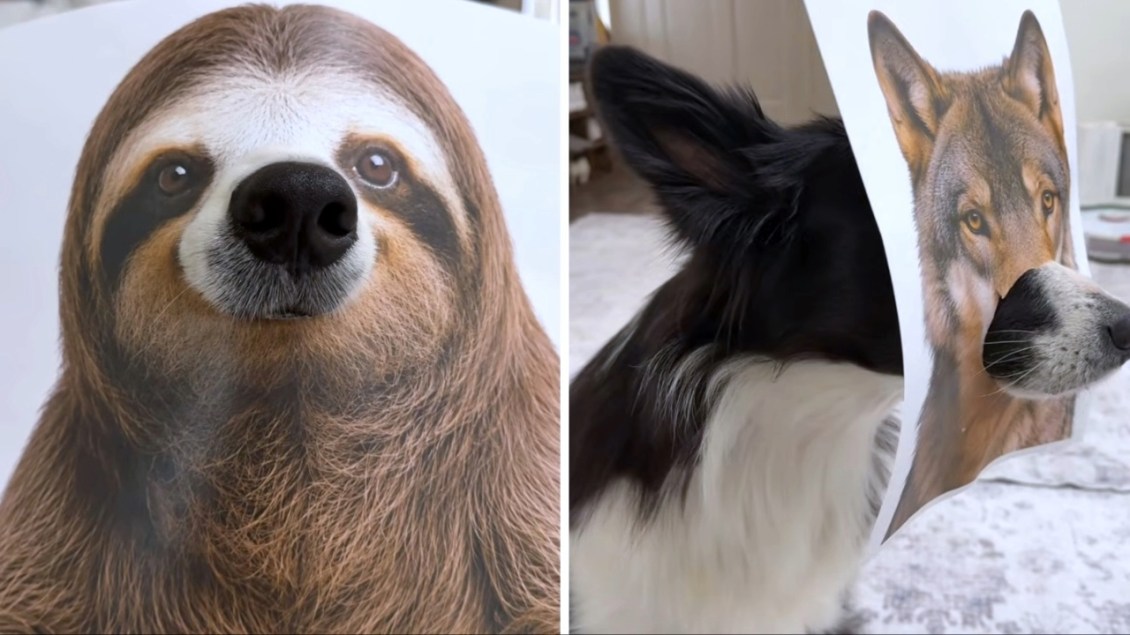 Border Collie Models an Adorable Array of Animal Masks