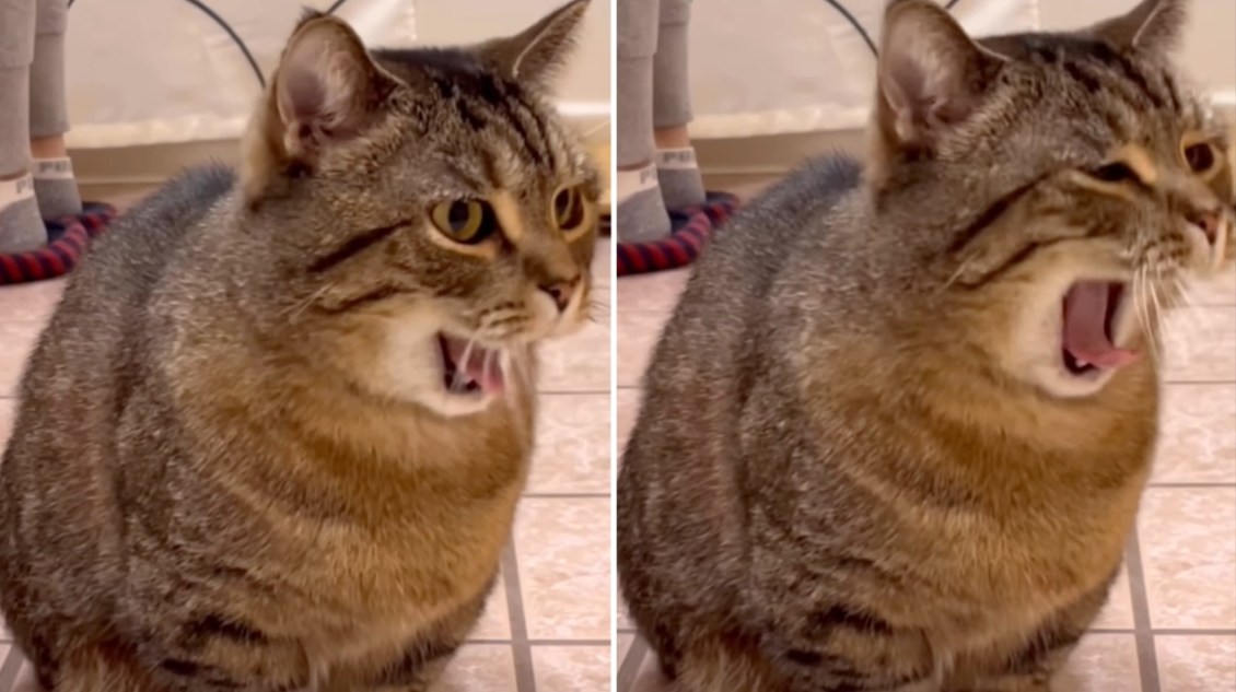 Cat Remixed Into System of a Down’s ‘I-E-A-I-A-I-O’