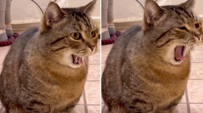 Cat Sings System of a Down