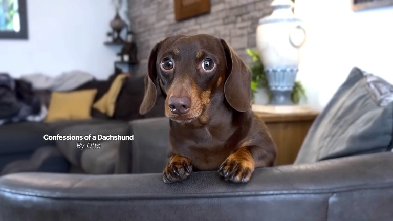 Confessions Dachshund