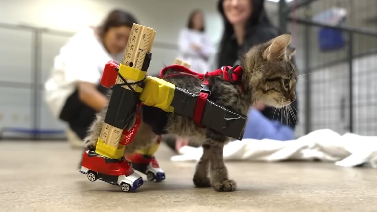 Custom Office Supply Kitten Wheelchair