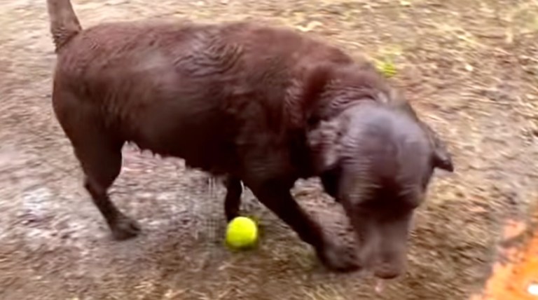 Dog Repeatedly Chases Ball Into Water