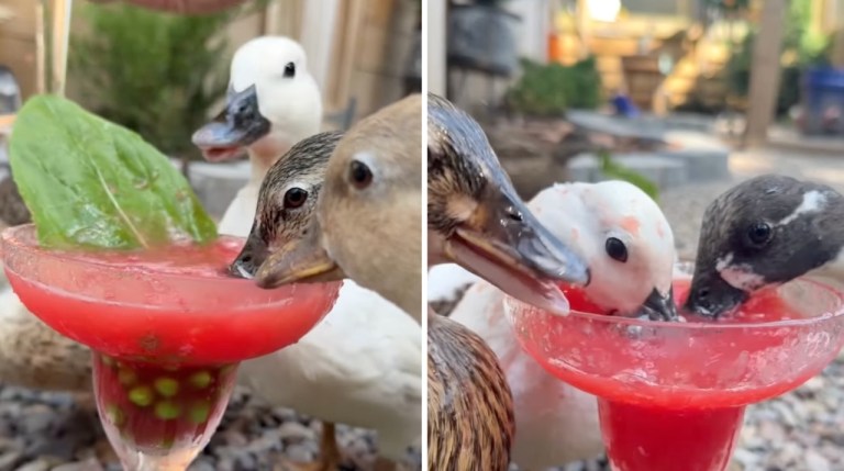 Duckaritas