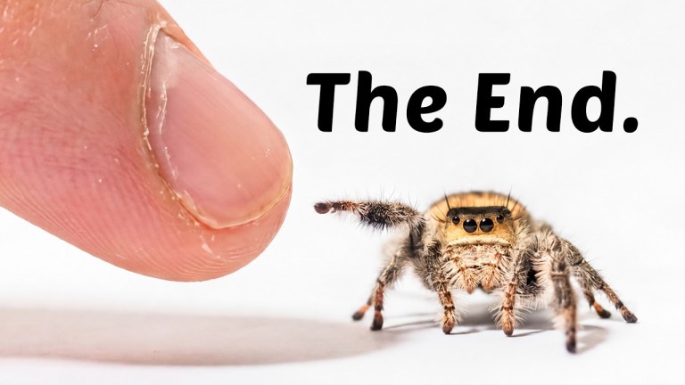 Final Days With Jumping Spider