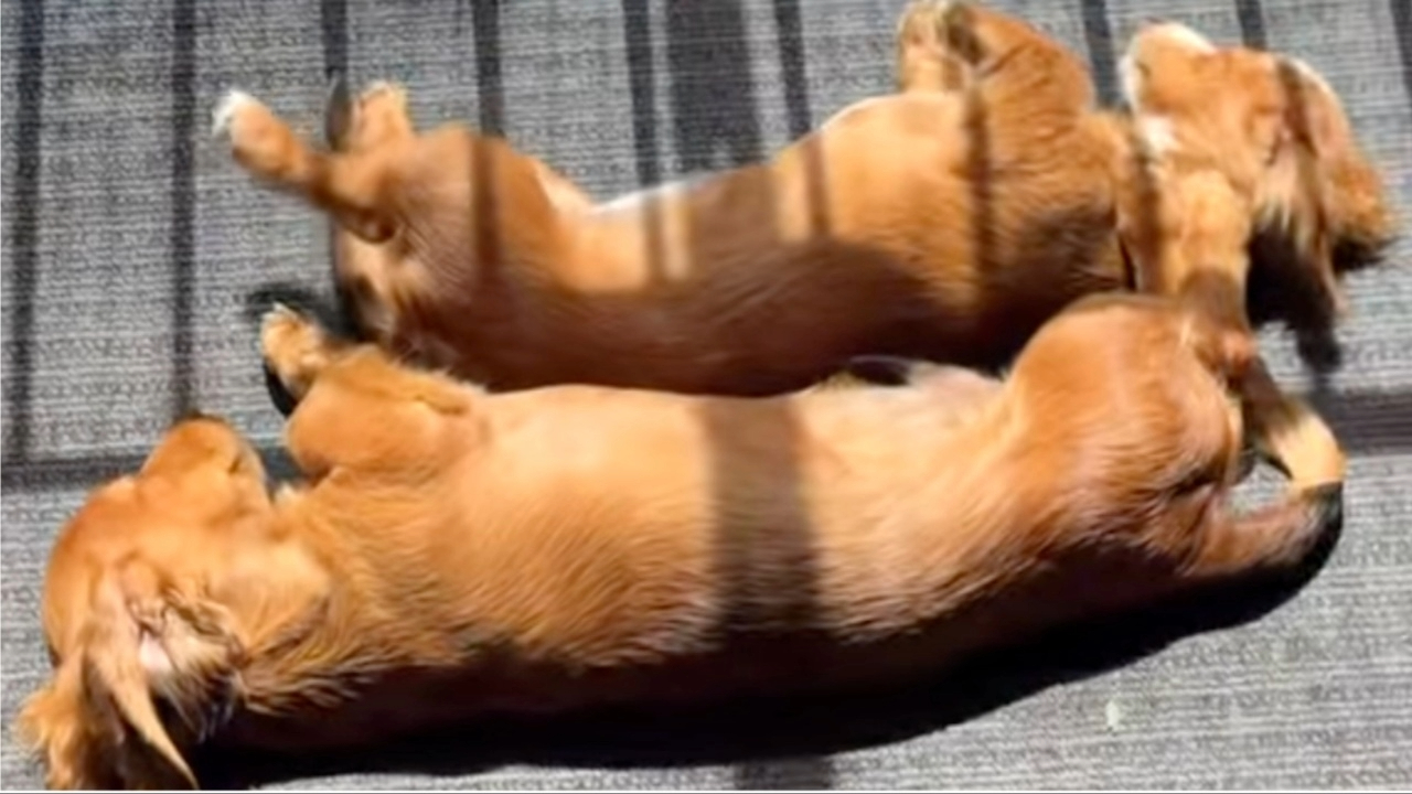 How to Flip Wiener Dogs Lying in the Sun For Even Cooking on Both Sides