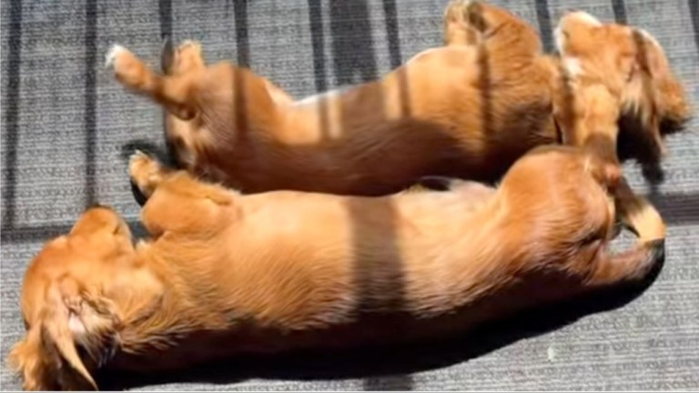 Flipping Sausage Dogs