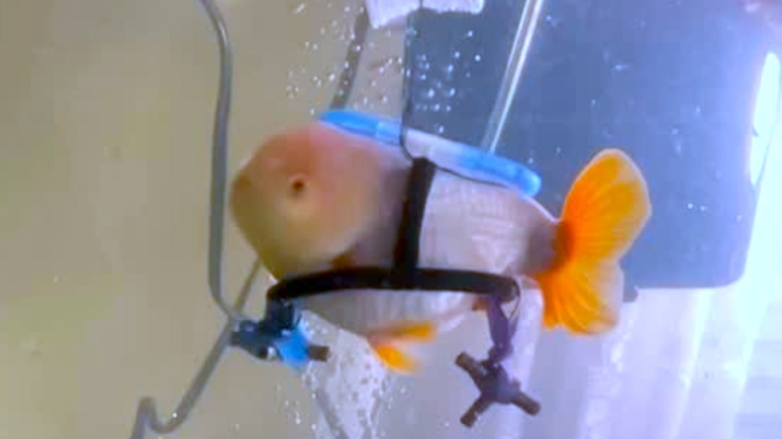 Devoted Woman Builds Underwater Wheelchair for Her Beloved Goldfish Who Can’t Swim on His Own