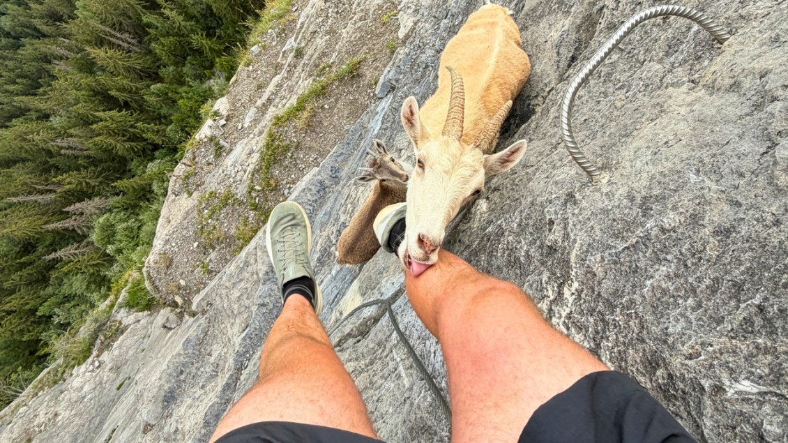 Sweaty Photographer Becomes a Salt Lick for a Presumptuous Mountain Goat in the French Alps