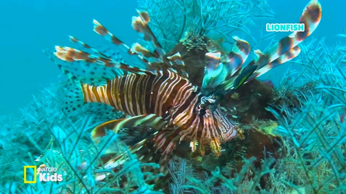 Lion Fish