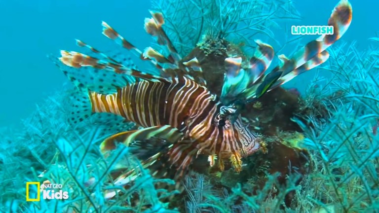 Lion Fish
