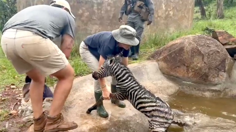 Newborn Zebra Saved Drowning