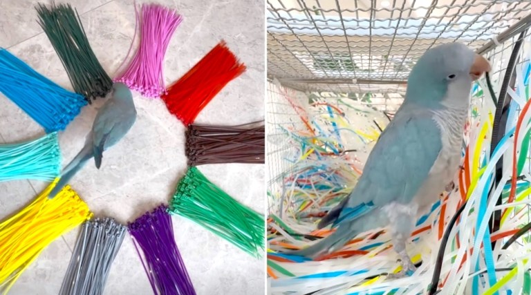 Parrot Builds Nest With Zip Ties