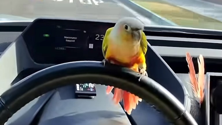 Parrot on Steering Wheel