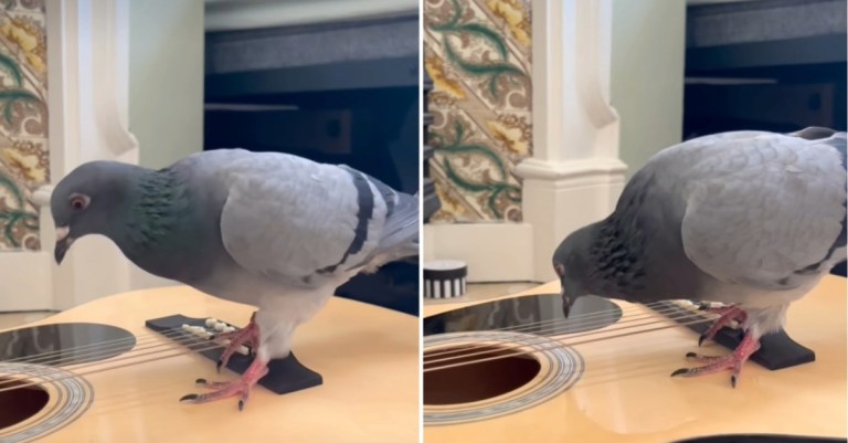 Pigeon Plays Guitar
