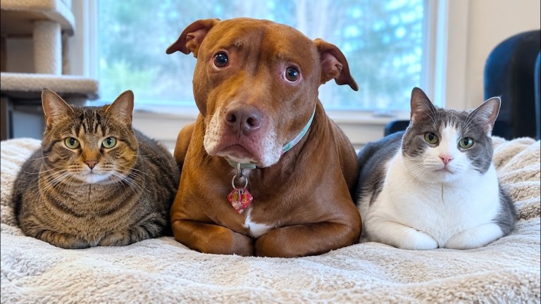 Pitbull Thinks He Is Cat