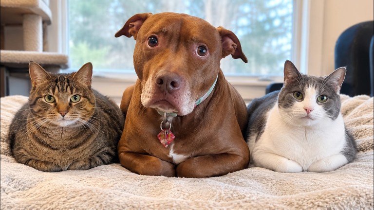 Pit Bull Thinks He Is a Cat