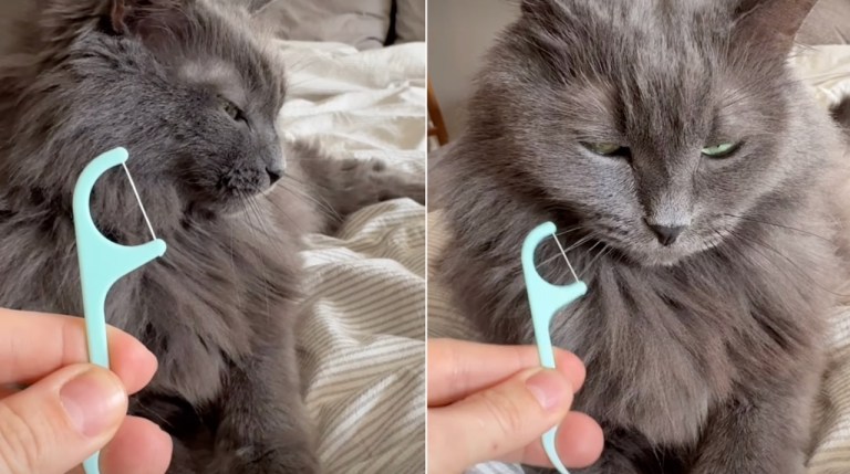Playing Vivaldi on Cat Whiskers