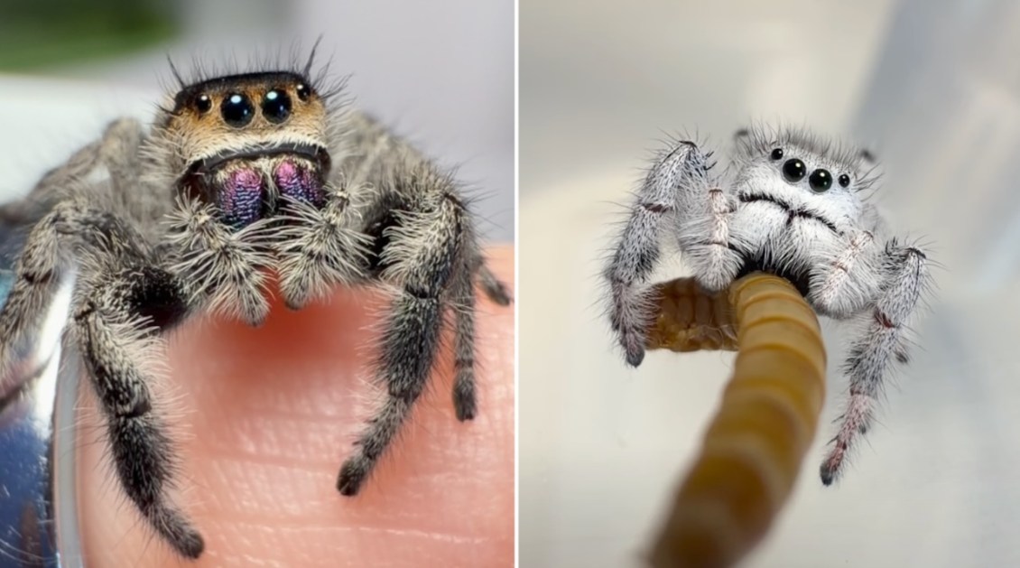 How to Overcome Arachnophobia Through Exposure to Adorable Spiders