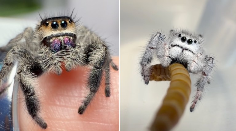 Spider Exposure Therapy