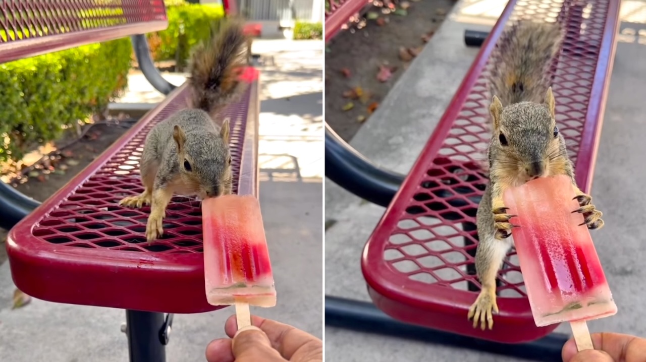 Man Makes a Hydrating Popsicle for His Favorite Squirrel on a Hot Summer Day